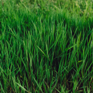 Grass seeds and lawn